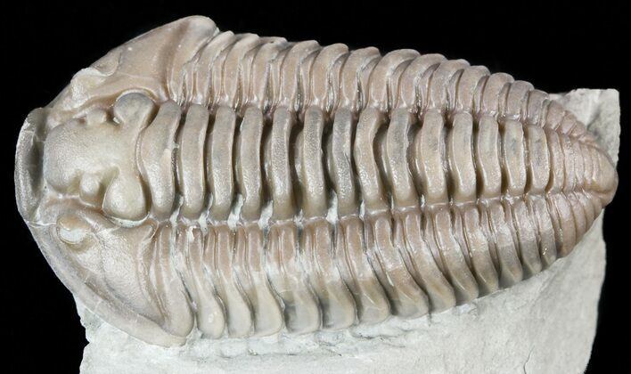 Large, Flexicalymene Trilobite - Ohio #55397